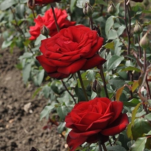 Rosa Burgundy™ - rojo - Árbol de Rosas Híbrido de Té - rosal de pie alto- forma de corona de tallo recto